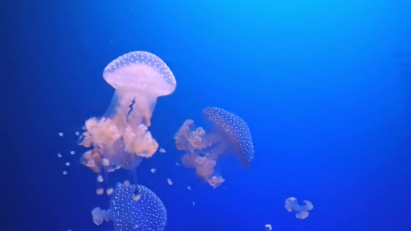 Close Up of Australian Spotted Jellyfish