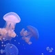 Close Up of Australian Spotted Jellyfish - VideoHive Item for Sale