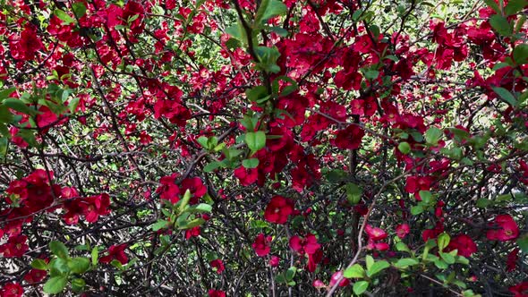 Close Up Shot of a Flowering Tree, It Only Recently Appeared Bright Flowers