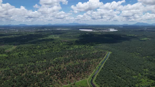 Aerial View of The Palm Oil Estates