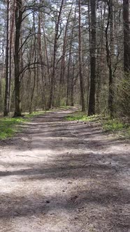 Vertical Video of a Road in the Forest Slow Motion