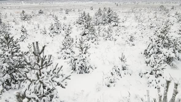 Christmas Trees in the Field are Fabulously Covered with Snow Aerial View