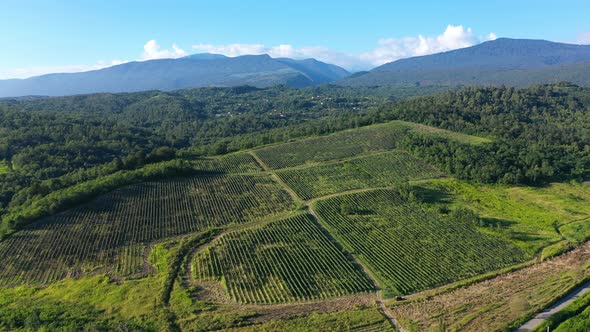 Aerial Shot of Large Vineyard Fields Among the Mountains