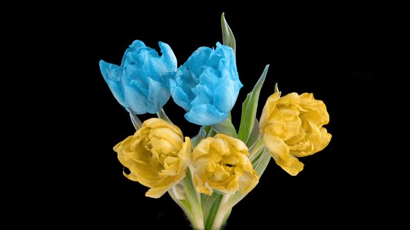 Beautiful Yellow and Blue Tulips Flowers Background