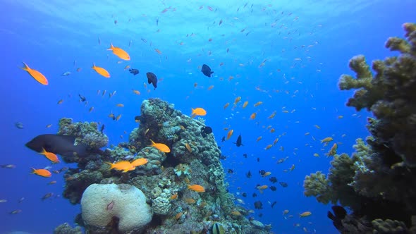 Tropical Underwater Reef