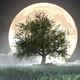 Tree In The Wind Over The Moon Full HD - VideoHive Item for Sale