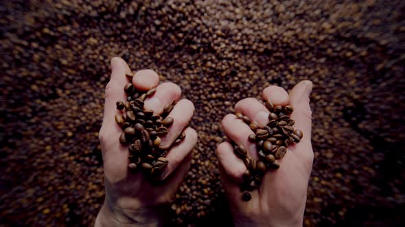 Barista Hands Holding Coffee Grains Closeup