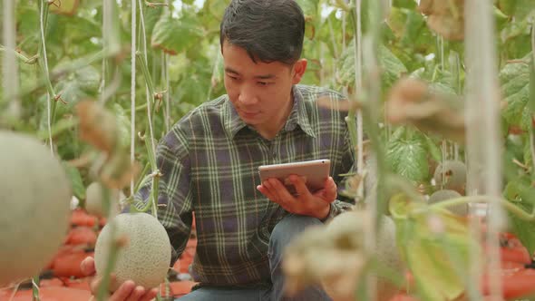 Man Agronomist Farmer With Digital Tablet Computer In Green House Of Melon Farm