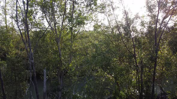 Aerial ascending view mangrove tree