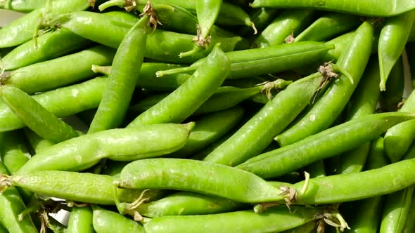 Fresh Green Peas Pods Rotation Close Up