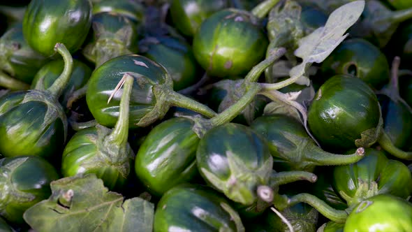 Solanum gilo, Scarlet eggplant, for sale at the free market, panoramic plan