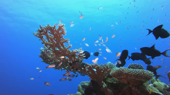 Tropical Corals Reef