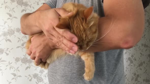 Cute Ginger Cat Dozing on Man's Hands. Close Up Slow Motion Footage of Fluffy Pet. Man Stroking His