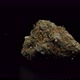 Marijuana Bud Close Up - VideoHive Item for Sale
