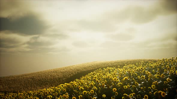 Sunflower Field and Cloudy Sky