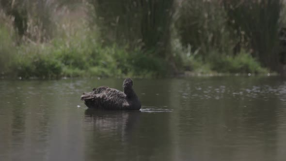 Black Swan in the lake. Slow motion.