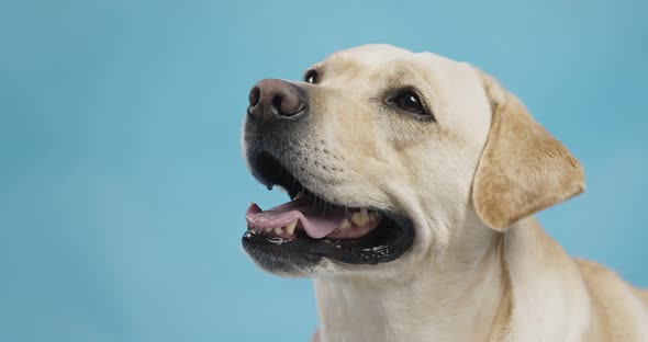 Portrait of Cute Labrador Dog Looking Aside in Waiting, Blue Studio Background