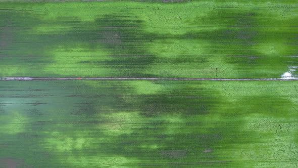 The Paddy Rice Fields of Kedah and Perlis, Malaysia