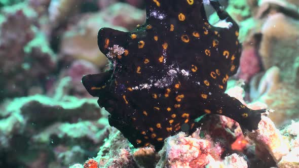 Bllack warty Frogfish with orange spots walking over tropical coral reef.