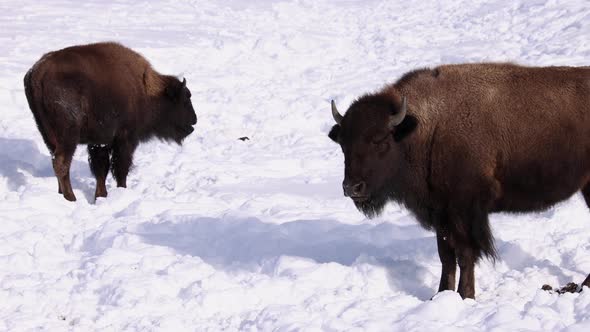 bison standing in the snow on sunny winter day