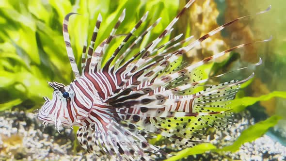 The Beautiful Lionfish of Burgundy Color Swims Leisurely Among Algae and Stones Colorful Underwater