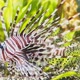 The Beautiful Lionfish of Burgundy Color Swims Leisurely Among Algae and Stones Colorful Underwater - VideoHive Item for Sale