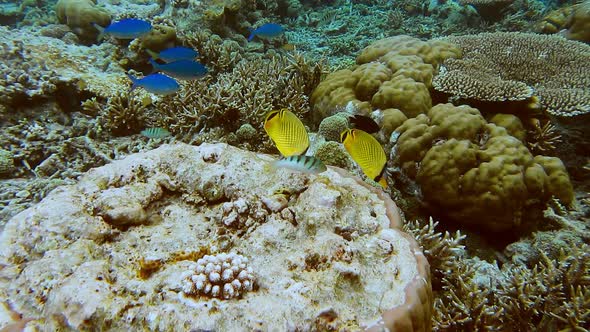 School of Coral Fish Near Hard Corals on Friwen Wall Best Diving Spot Near Friwen Island Gam Raja