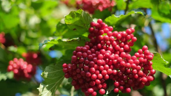 Beautiful Red Viburnum Strawberry