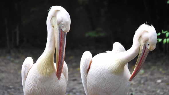 Group of Pink backed Pelican