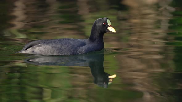 Red-gartered coot takes relaxing swim on smooth pond; tracking left to right