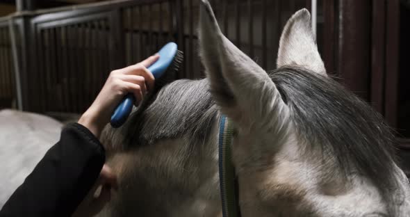 Taking Care of Horse Combing Hair Mane with Special Comb