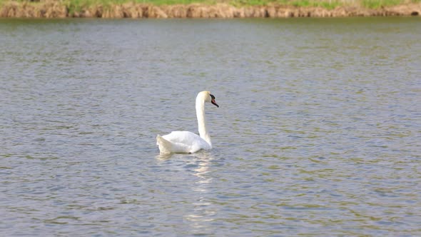 Swan On A Lake 4