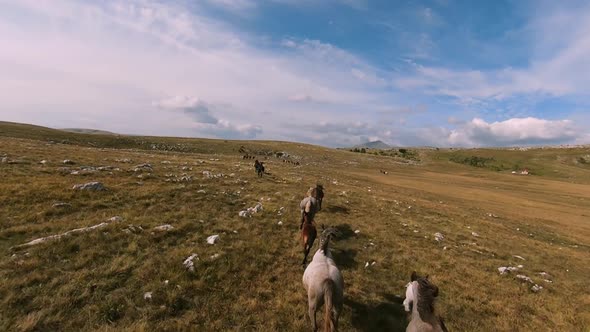 Herd of Wild Horses Galloping Fast Across the Steppe