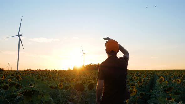 Young man in orange cap in yellow sunflowers crops field with wind turbines farm on sunset landscape