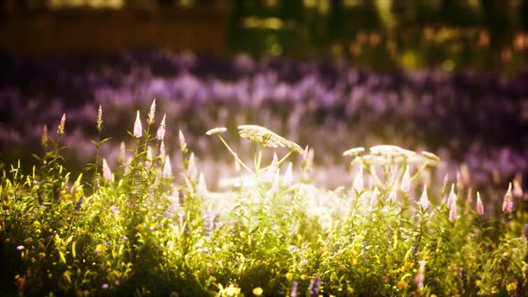 Sunset in the Wild Flower Field