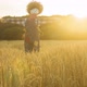 Scarecrow in a field at sunset - VideoHive Item for Sale