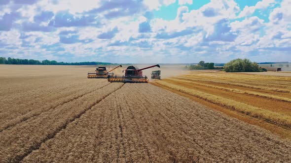 Combine harvester gathers wheat at bright day. Beautiful natural landscape.