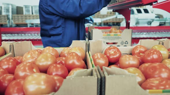 Woman Sorts Ripe Tomatoes in a Box.