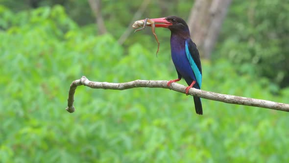 javan kingfisher is perched on a branch carrying a fresh frog