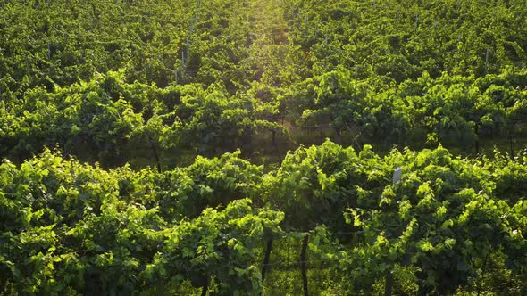 Flight Drone Over The Italian Vineyard