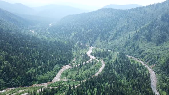 Aerial Footage of Coniferous Forest Trees on the Mountain Hills.