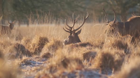 Red deer stag approached by young male butt antlers winter morning golden hour slow motion