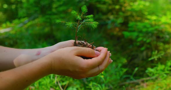 Female Hand Holding Sprout Wilde Pine Tree in Nature Green Forest