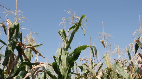 Corn Zea mays tassel and leaves against blue sky 4K footage