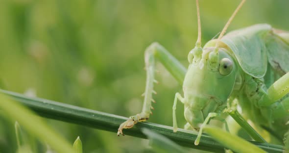 Big Green Locust Eating Grass Macro Video