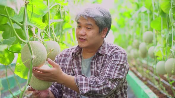 Happy elderly Asian farmer sitting in a greenhouse and check melon on an organic farm for harvest to