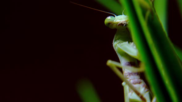 A Female Praying Mantis During a Night Hunt a Soft Closeup Shot of a Vietnamese Praying Mantis