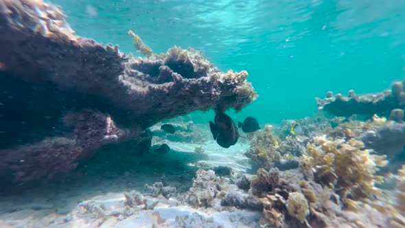 Underwater Scene Near Rock of Corals in Indian Ocean