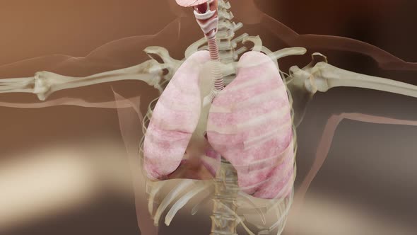 Human Respiratory System Lungs Anatomy Animation Concept. visible lung