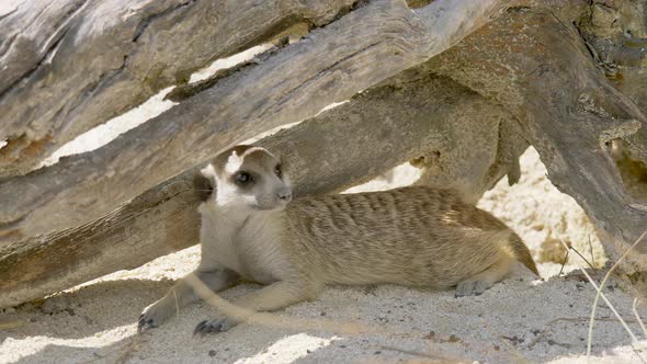 Close up of wild Meerkat hiding under wooden trunks in shadow during hot summer day with sunlight. R